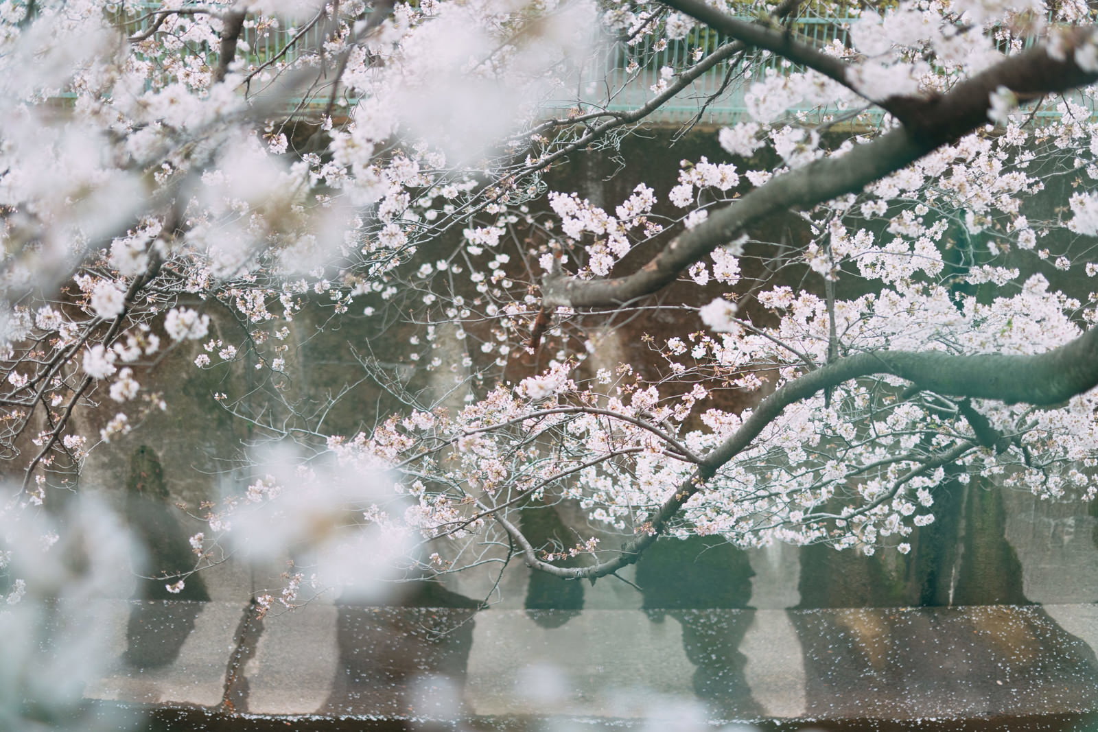 石神井川沿いに満開に咲く桜並木と水面に映る桜の花