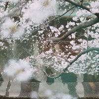 石神井川沿いに満開に咲く桜並木の春景色の写真