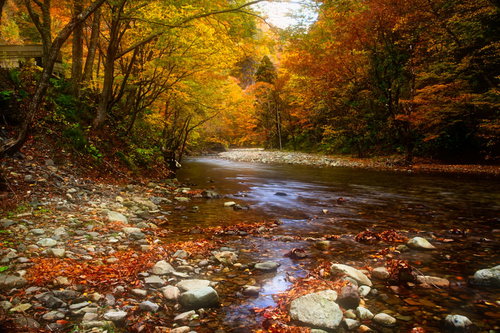 真木渓谷の紅葉、秋田県大仙市の清流沿いの秋景色
