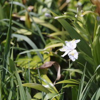 朝の柔らかい光に咲くシャガの白い花と紫の模様の写真