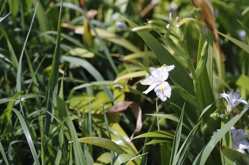 朝の柔らかい光に咲くシャガの白い花と紫の模様