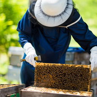 蜜蜂で満たされた巣板を扱う養蜂家の作業風景の写真