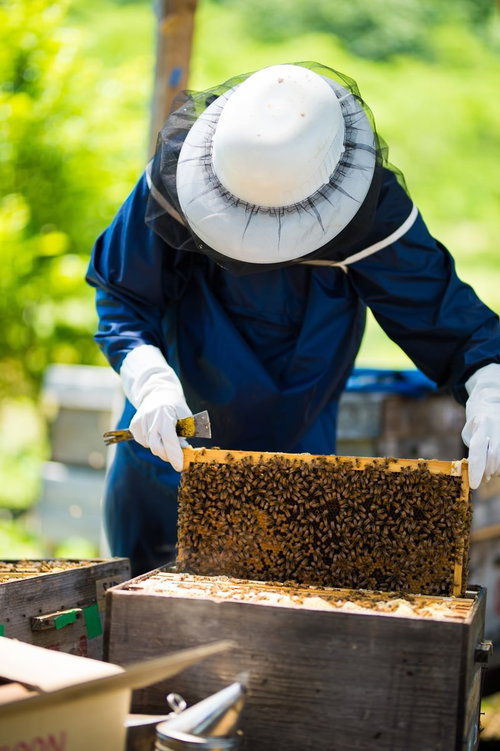蜜蜂で満たされた巣板を扱う養蜂家の作業風景