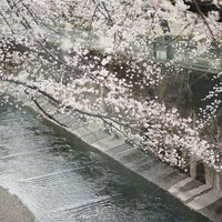 石神井川の上に垂れ下がる満開の桜並木の写真