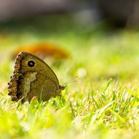 緑の草地に止まるジャノメチョウの翅の目玉模様の写真