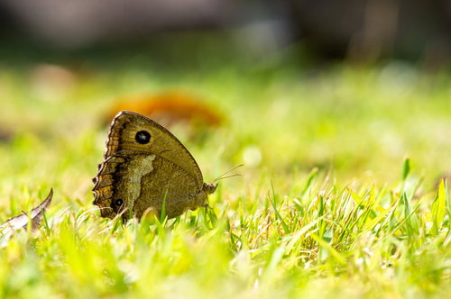 緑の草地に止まるジャノメチョウの翅の目玉模様