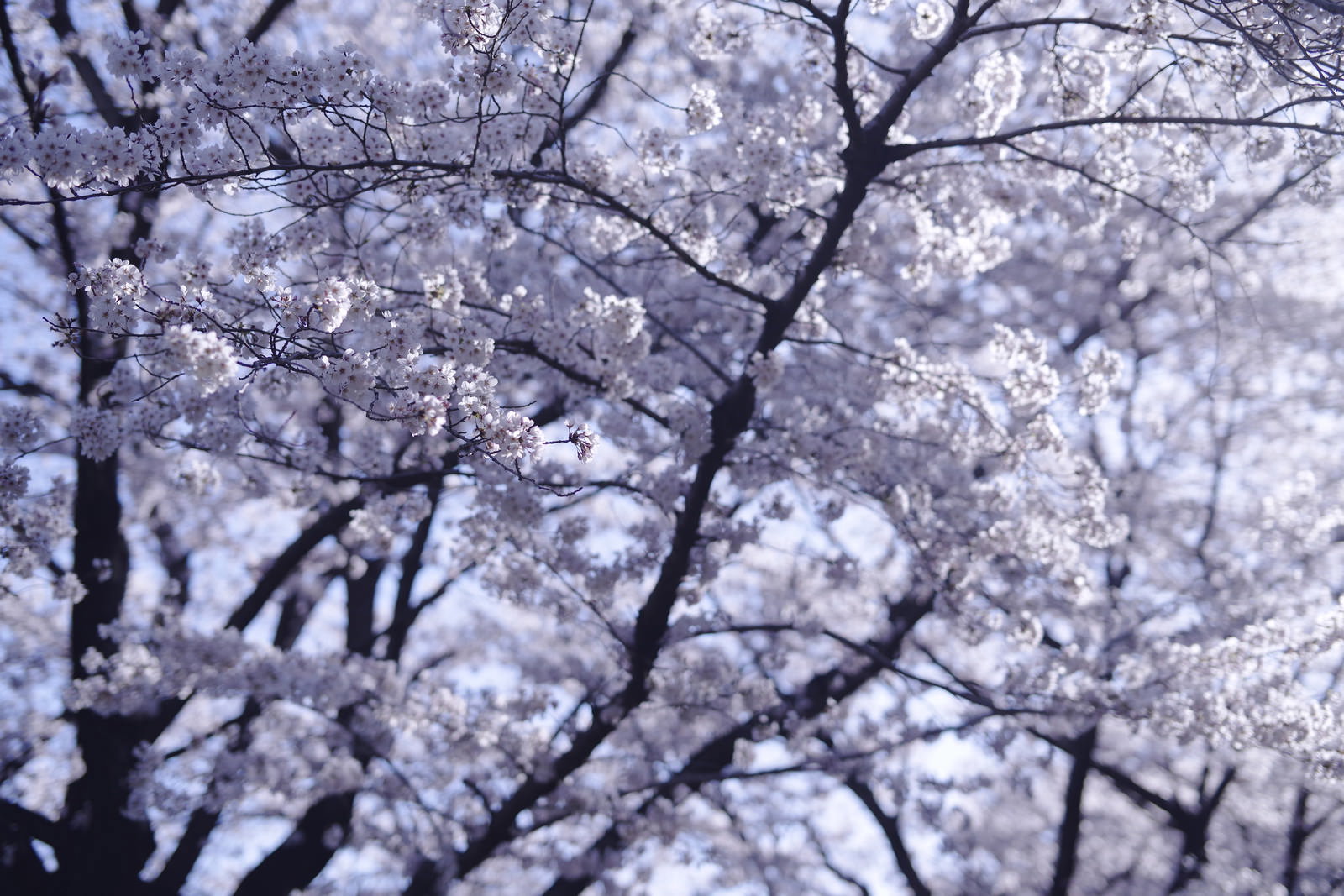 朝の青い光に包まれた満開の桜の花と枝
