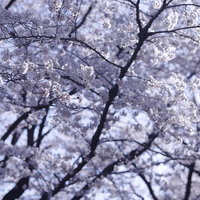 朝の青い光に染まる満開の桜の枝と春の樹木の風景の写真