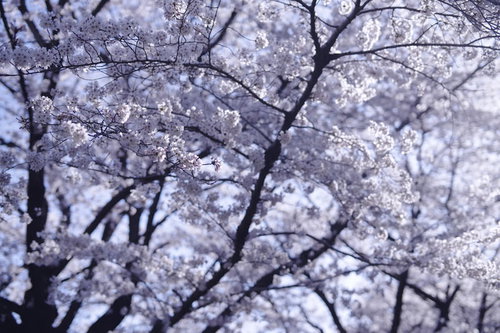 朝の青い光に染まる満開の桜の枝と春の樹木の風景