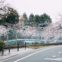 桜満開の石神井川と吾妻橋付近、背景に埼京線の写真