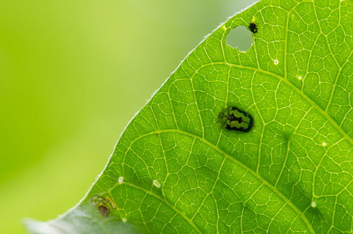 擬態するタテスジヒメジンガサハムシ、緑の葉上に静止