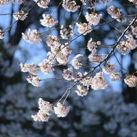 朝の青い空の下で満開に咲く桜の花の写真