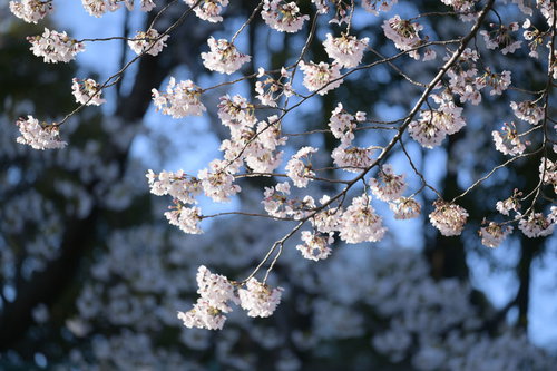 朝の青い空の下で満開に咲く桜の花
