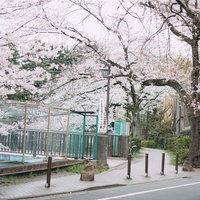 満開の桜が川沿いに続く石神井川緑道の春景色の写真