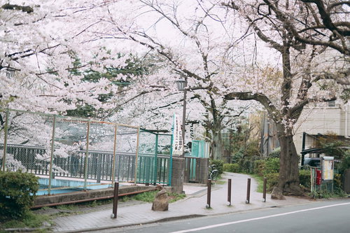満開の桜が川沿いに続く石神井川緑道の春景色