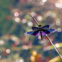 水辺に止まるチョウトンボの翅を広げた姿と複眼の詳細の写真