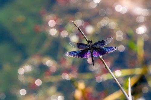 水辺に止まるチョウトンボの翅を広げた姿と複眼の詳細