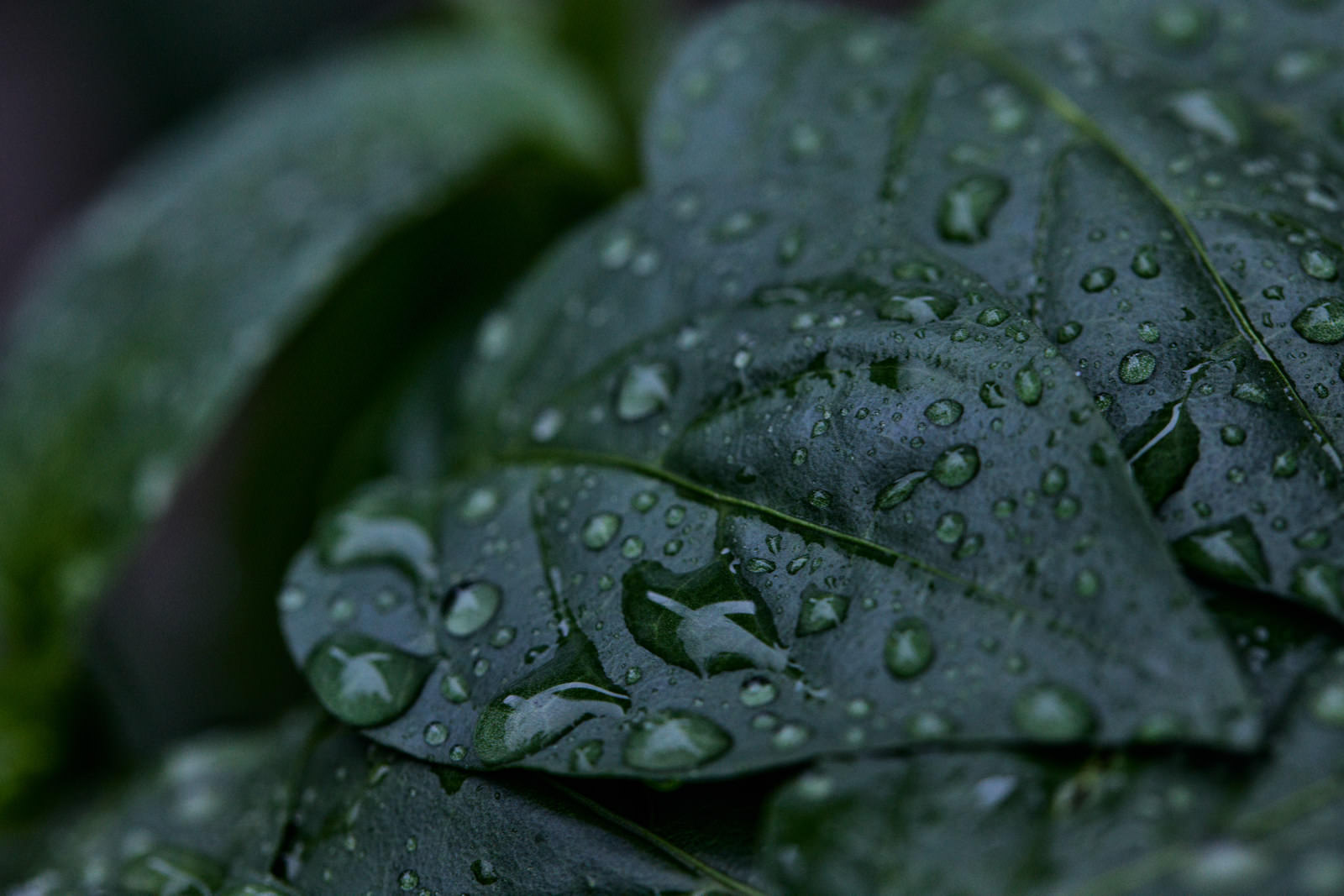 緑の葉の表面に透明な水滴が付着した雨上がりの様子