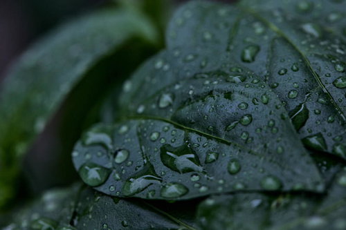 雨に打たれた葉っぱの水滴と雫、撥水性による球状の雨粒