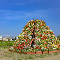 福岡県直方市のチューリップフェアで見る満開のチューリップタワーの写真