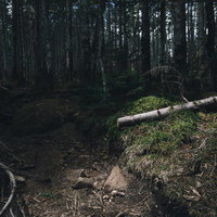 登山道に人のように倒れた倒木と静寂の森林風景の写真