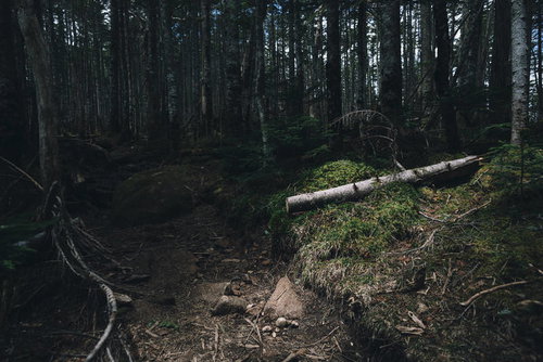 登山道に人のように倒れた倒木と静寂の森林風景