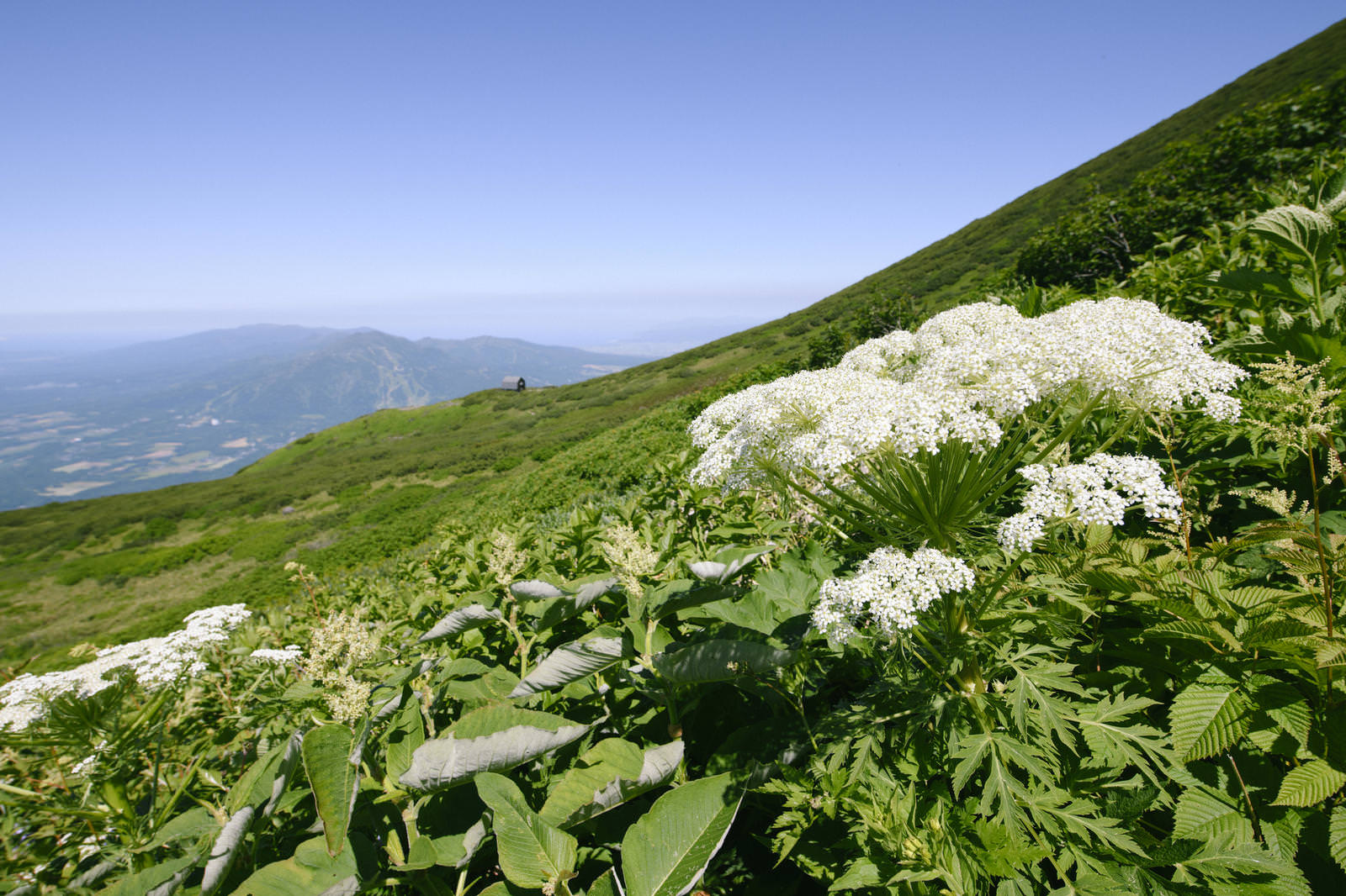 後志羊蹄山の斜面で咲くシシウドの白い花と遠景の山々