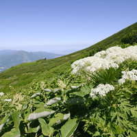 後志羊蹄山の高山植物、シシウドの白い花と蝦夷富士小屋の写真