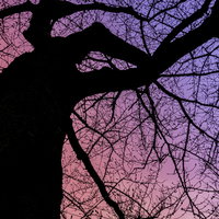 夕焼けグラデーションと木のシルエット～夕暮れ時の自然風景の写真