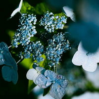 水滴が引き立てる紫陽花の青い花房。雨上がりの庭園風景の写真