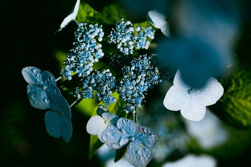 水滴が引き立てる紫陽花の青い花房。雨上がりの庭園風景
