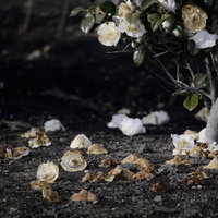 地面に落ちた椿の花と朽ちる自然の季節変化の写真
