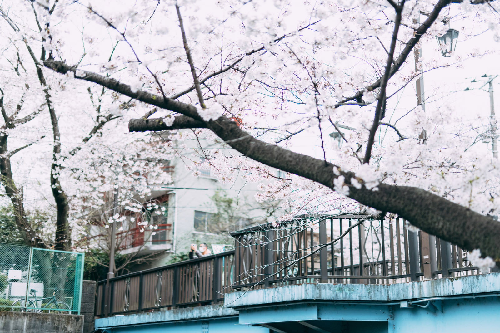 石神井川に架かる橋から見た満開の桜並木と川の風景