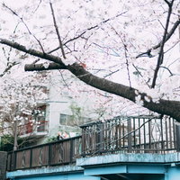 石神井川に架かる東橋から見た満開の桜並木の写真