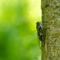 樹皮にとまるツクツクボウシの写真