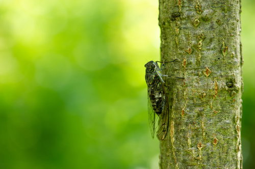 樹皮にとまるツクツクボウシ