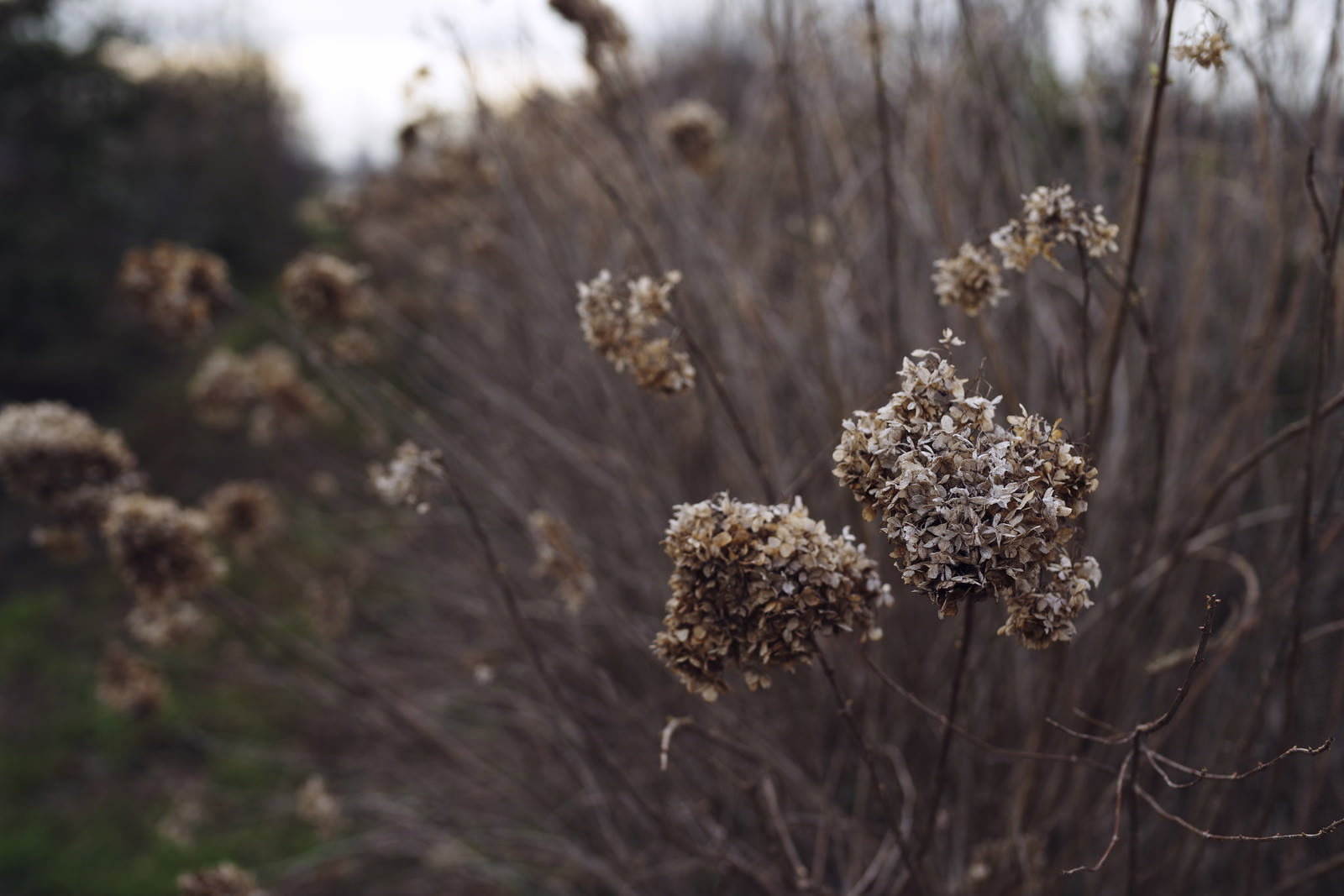 茶色に枯れたアジサイの花房が枝に残る自然の風景
