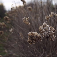 冬に枯れたアジサイの花の写真