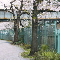 石神井川緑道の桜並木で花見を楽しむ春の風景の写真