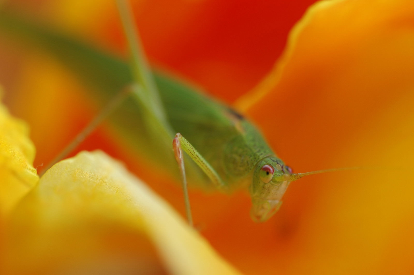 オレンジ色の花の上にいるツユムシ