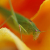 花の上に潜むツユムシの接写の写真