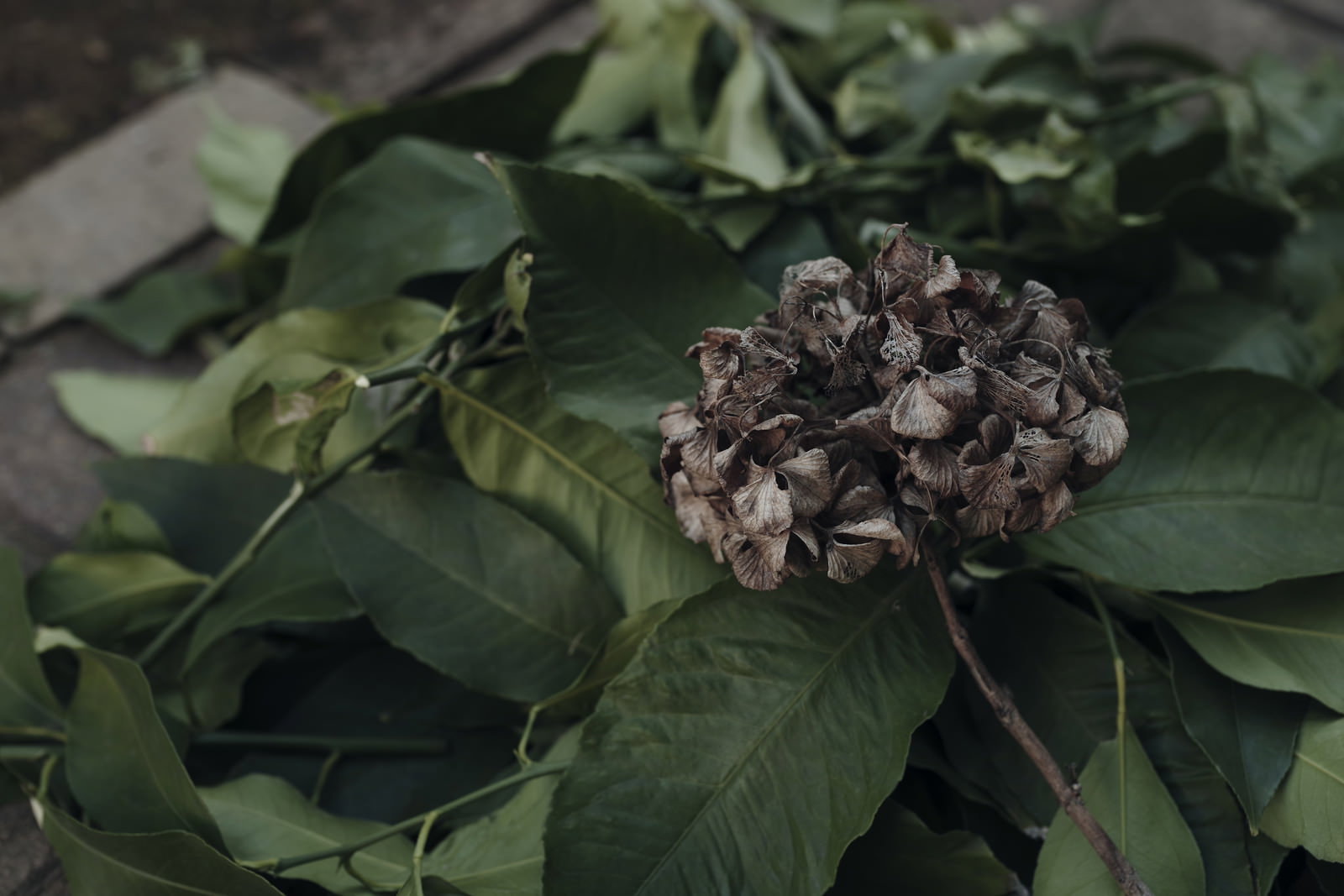 枯れて茶色く変色した紫陽花の花と緑色の葉が写った写真