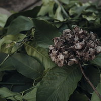 枯れて茶色く変色したアジサイとレモンの葉の写真