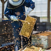 白い防護服を着た養蜂家が巣板をメンテナンスの写真