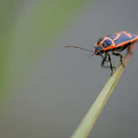 草の葉先にとまるナガメ（カメムシ）の写真