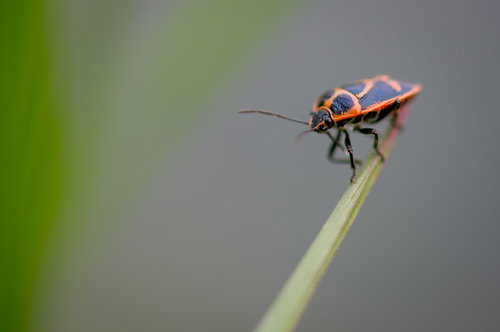 葉先にとまるナガメ、オレンジと黒の斑模様