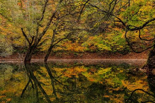 秋の廻戸川に映り込む紅葉した木々の水鏡・岩手県西和賀町