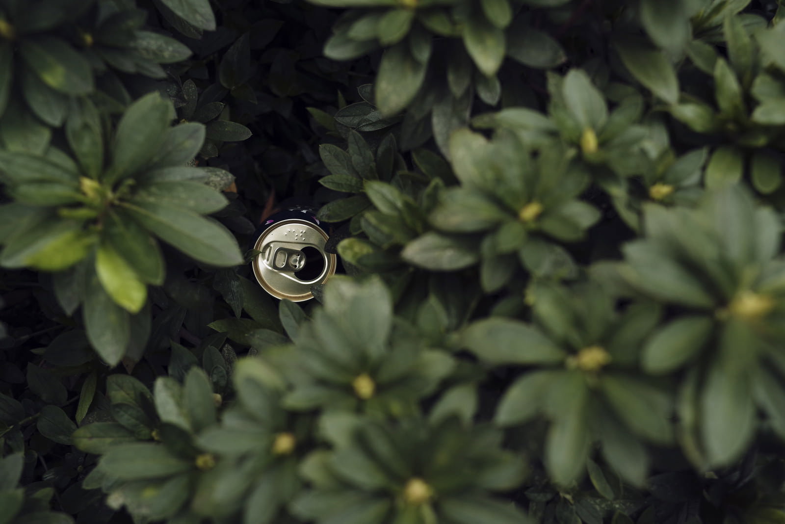 Abandoned cans in the green shrubbery