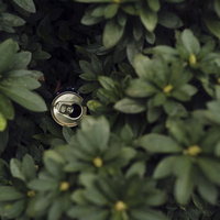 緑の植込みに捨てられた空き缶のポイ捨て現場の写真