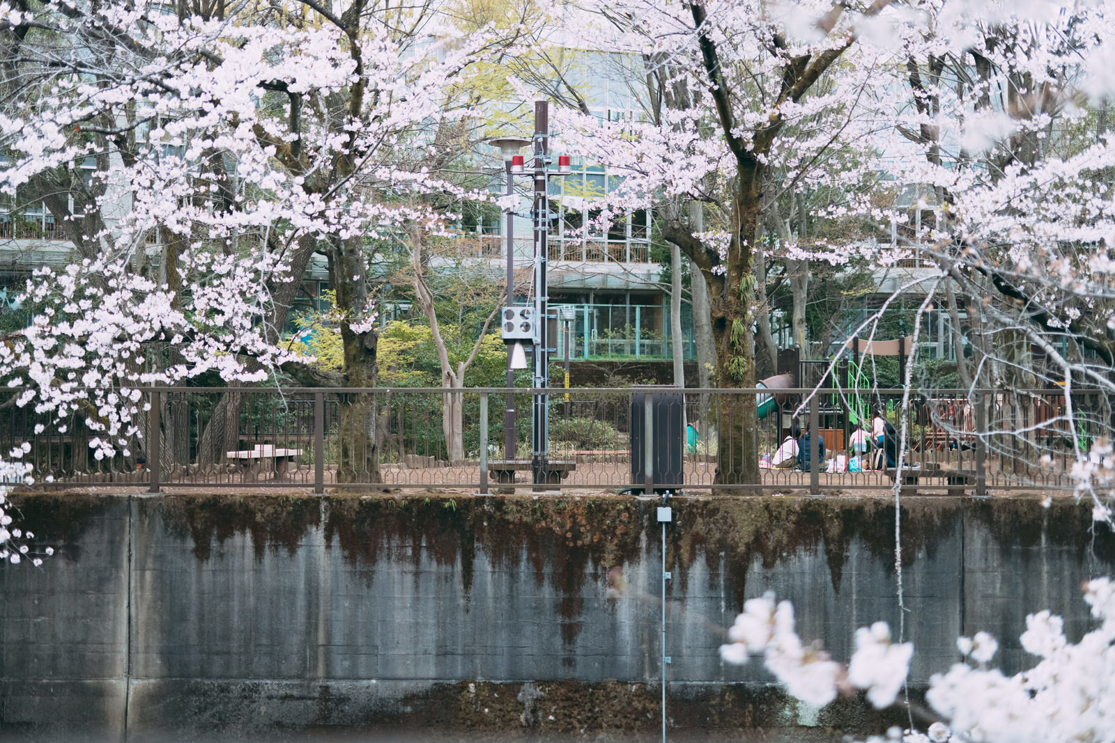 石神井川沿いに満開の桜が咲く板橋区立加賀公園の春の風景